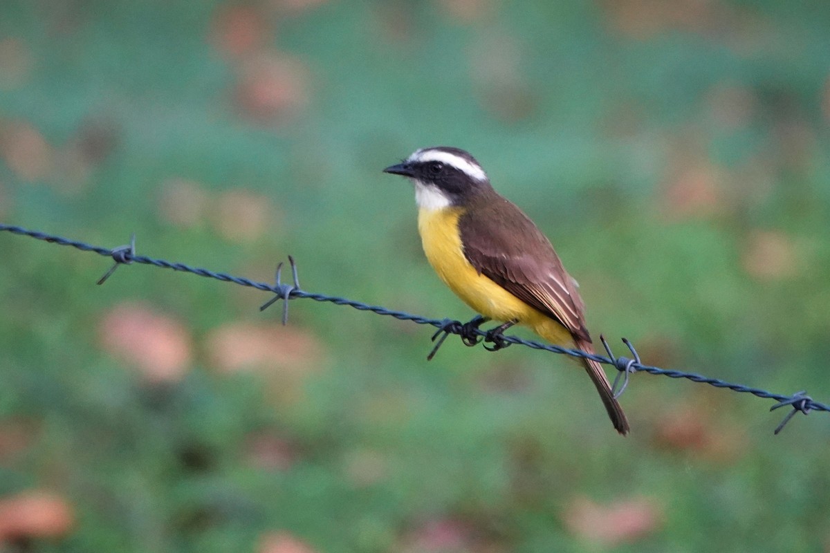 Social Flycatcher - ML212775171