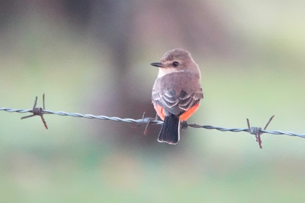 Vermilion Flycatcher - ML212775561