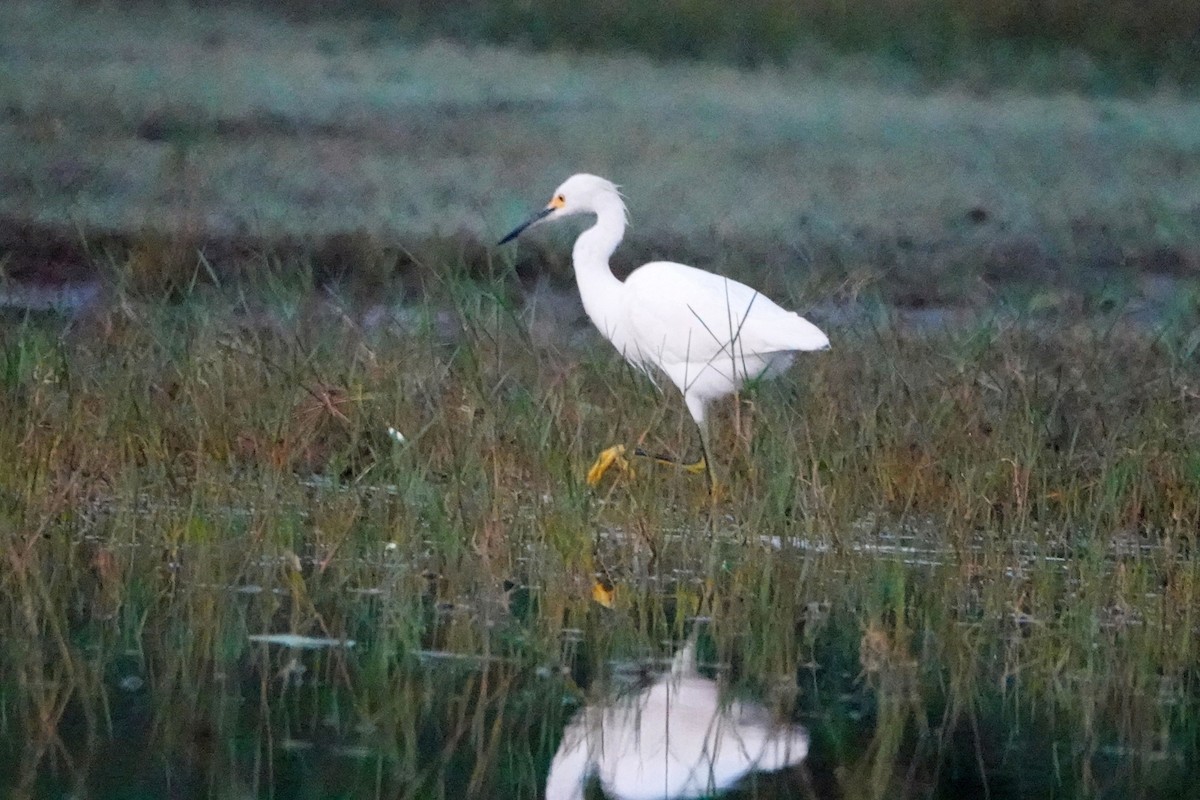 Snowy Egret - ML212776601