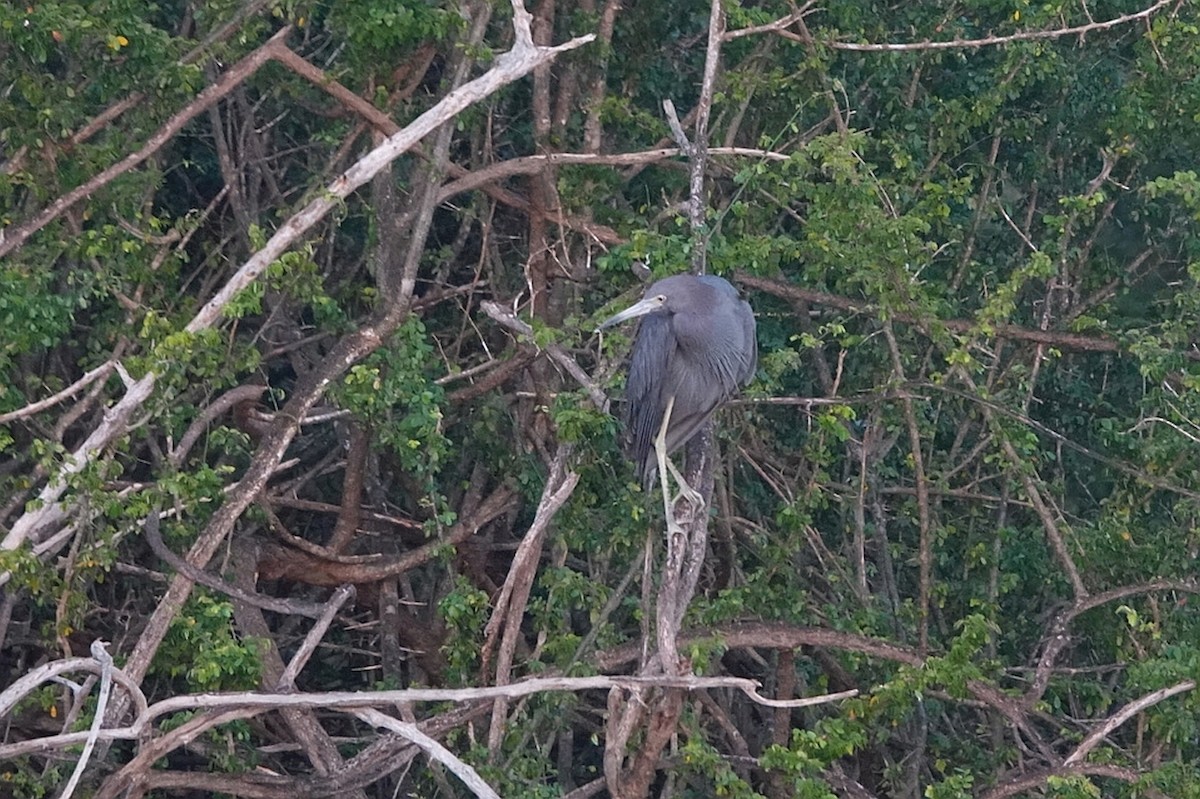 Little Blue Heron - ML212777001