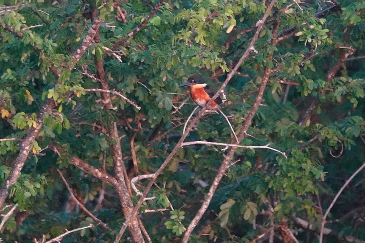 American Pygmy Kingfisher - ML212777431