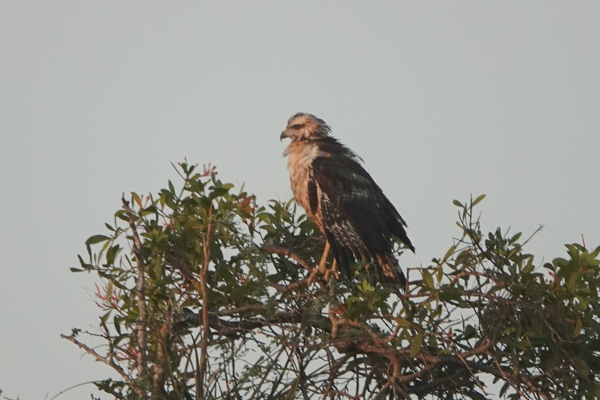 Great Black Hawk - ML212777831