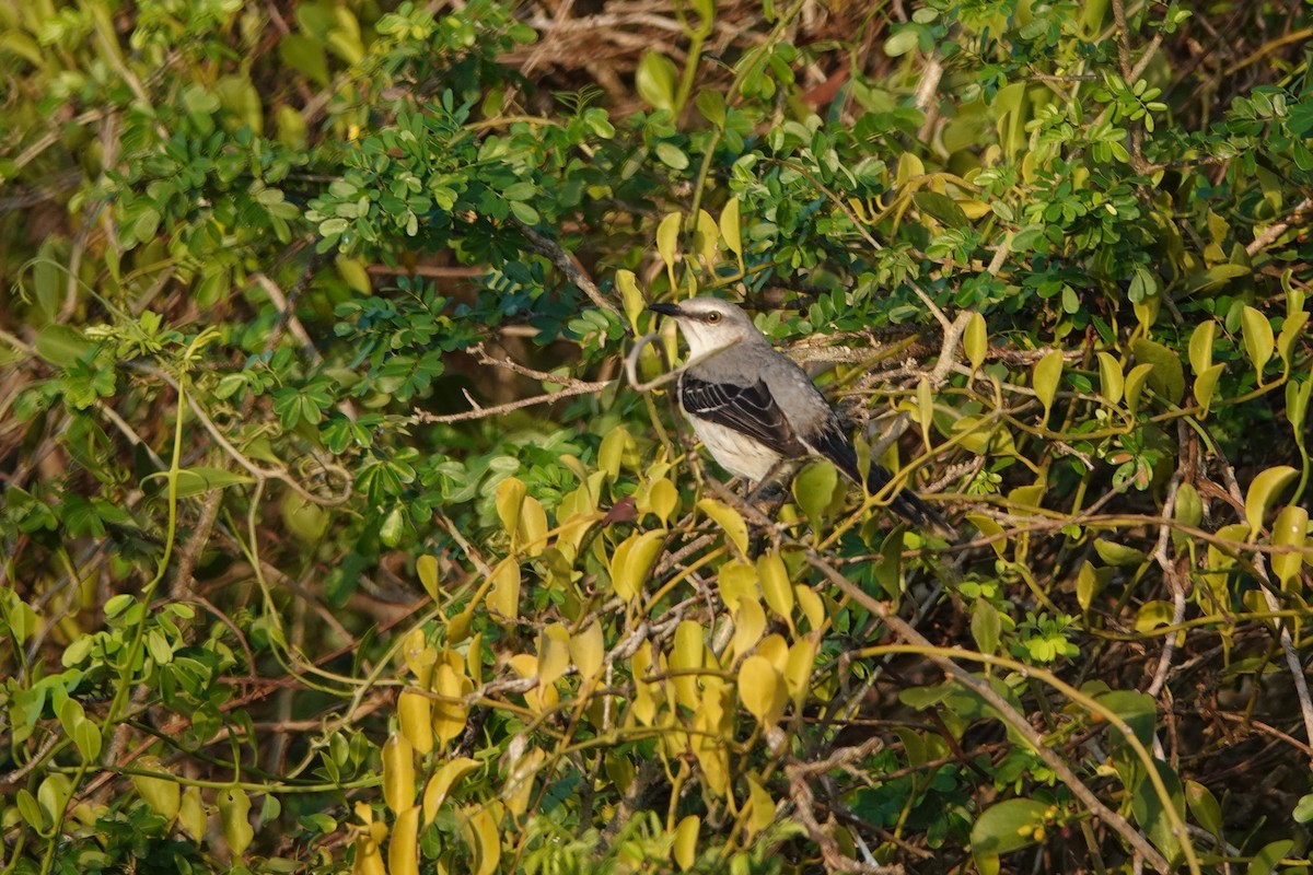 Tropical Mockingbird - ML212778381