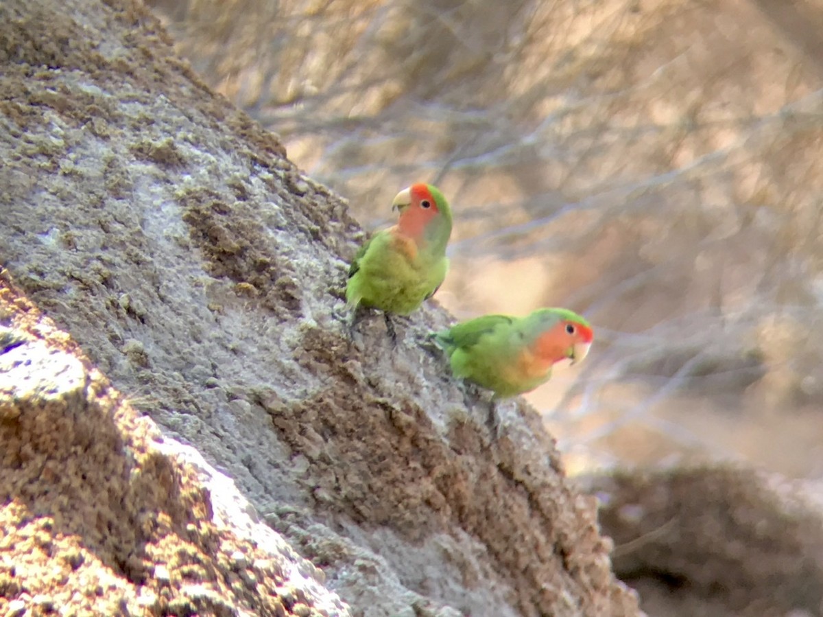 Rosy-faced Lovebird - ML212778531