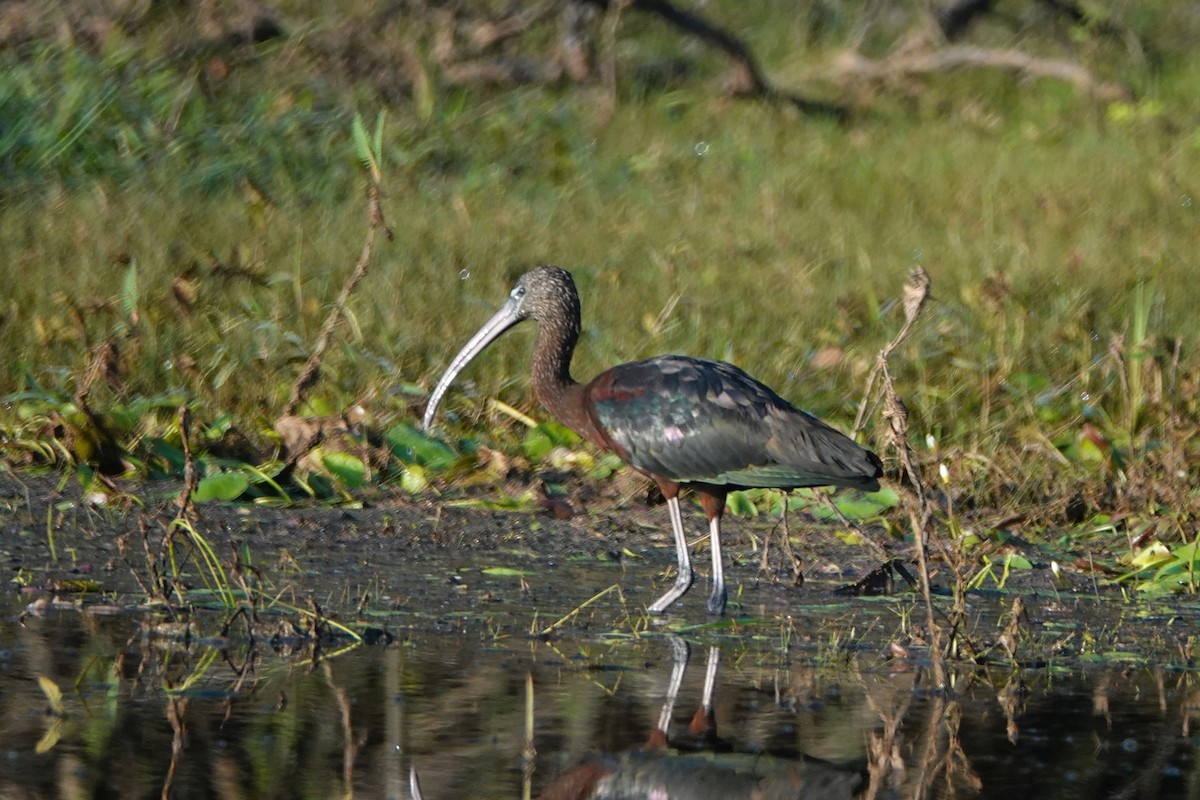 Glossy Ibis - ML212779041