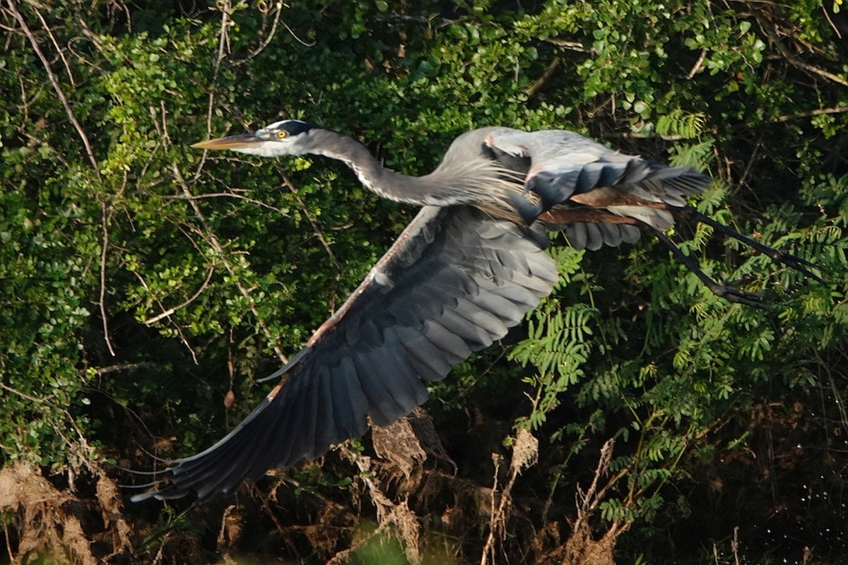 Great Blue Heron - ML212779371
