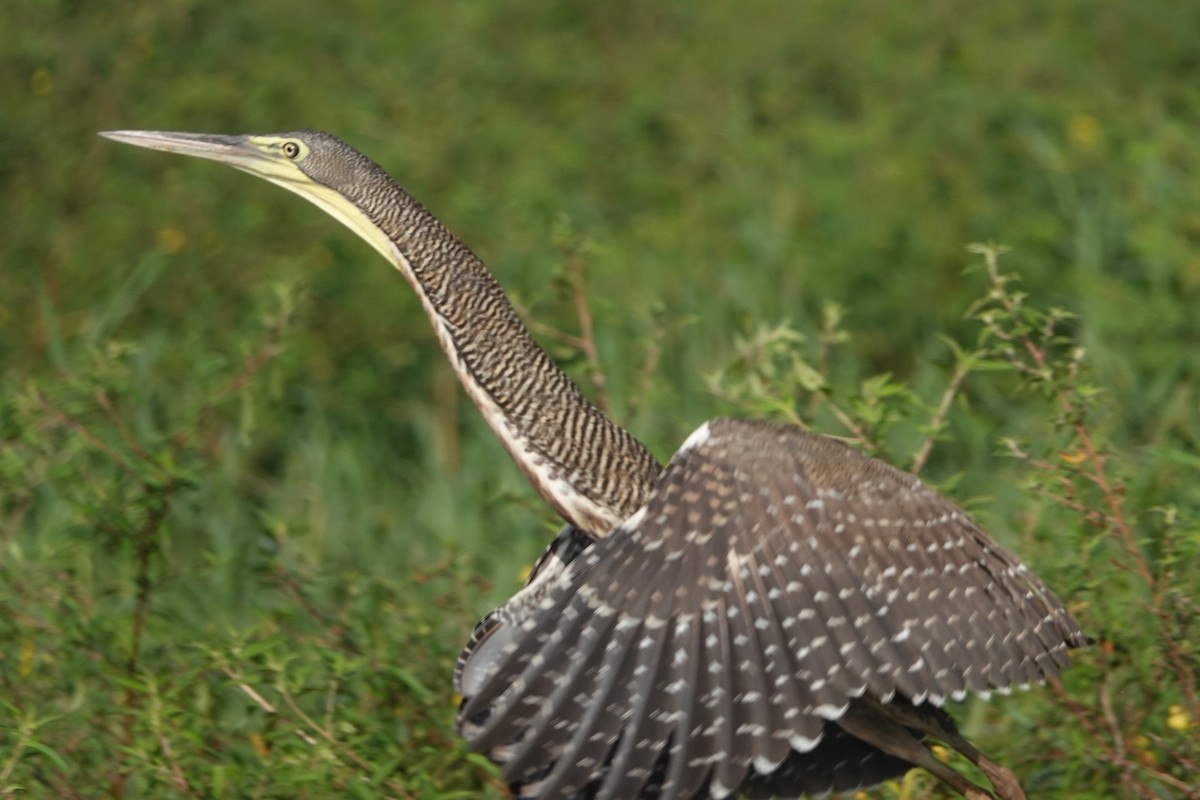 Bare-throated Tiger-Heron - ML212780051