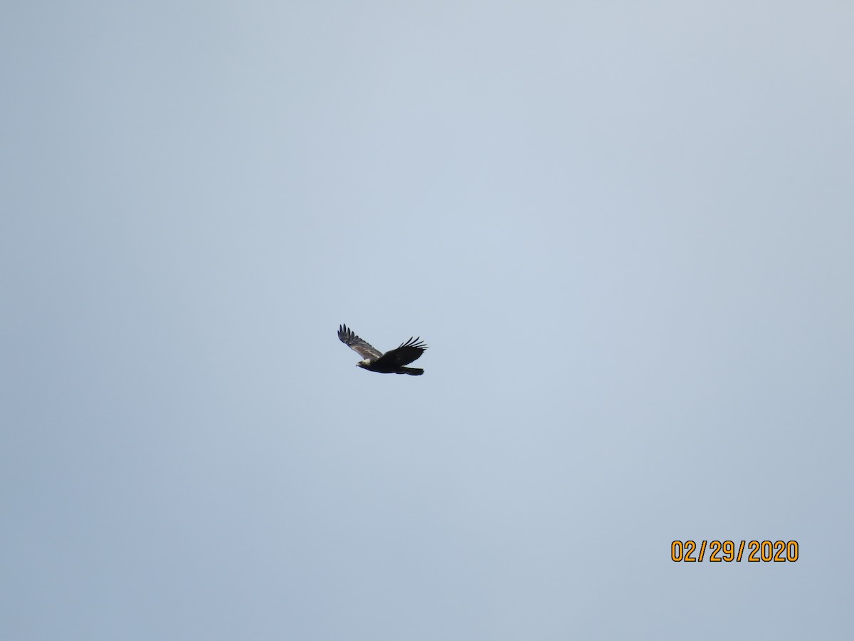 Golden Eagle - ML212780351