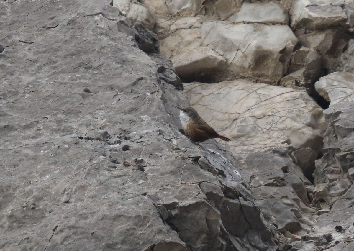 Canyon Wren - ML212780431