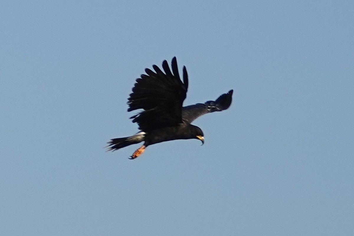 Snail Kite - ML212780441