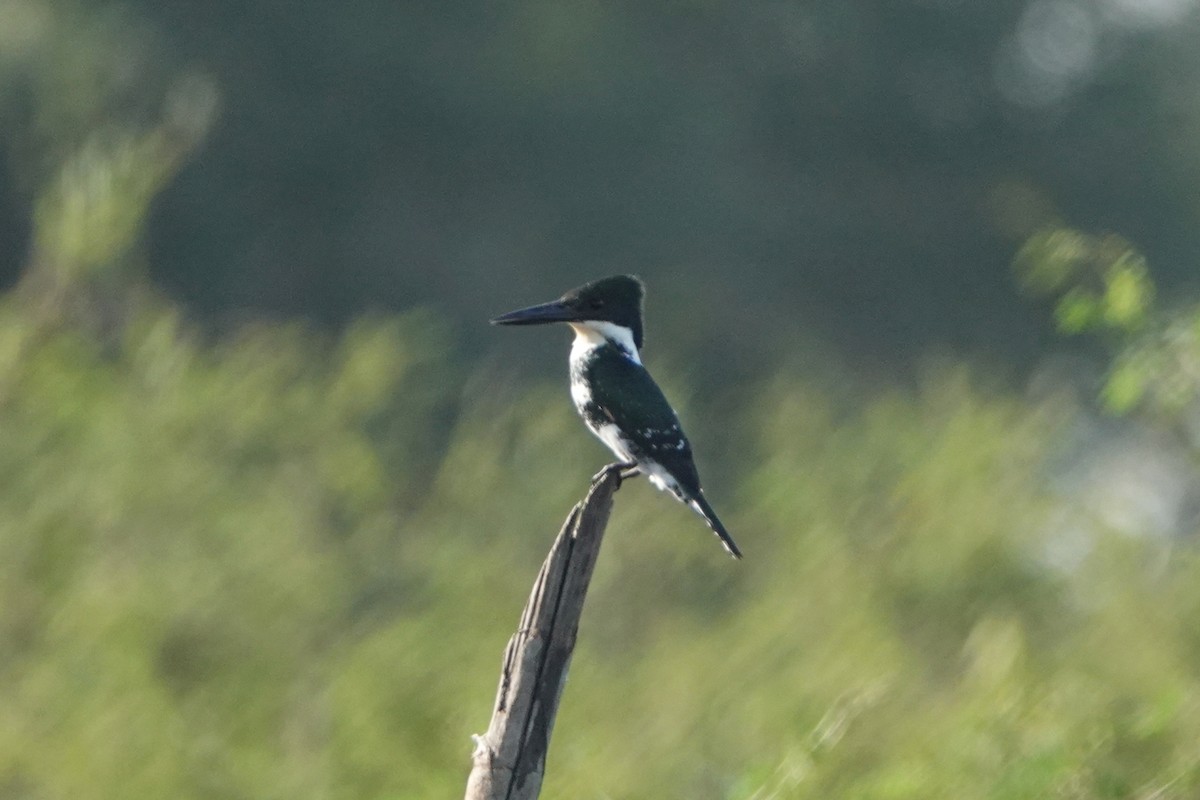 Green Kingfisher - ML212780681
