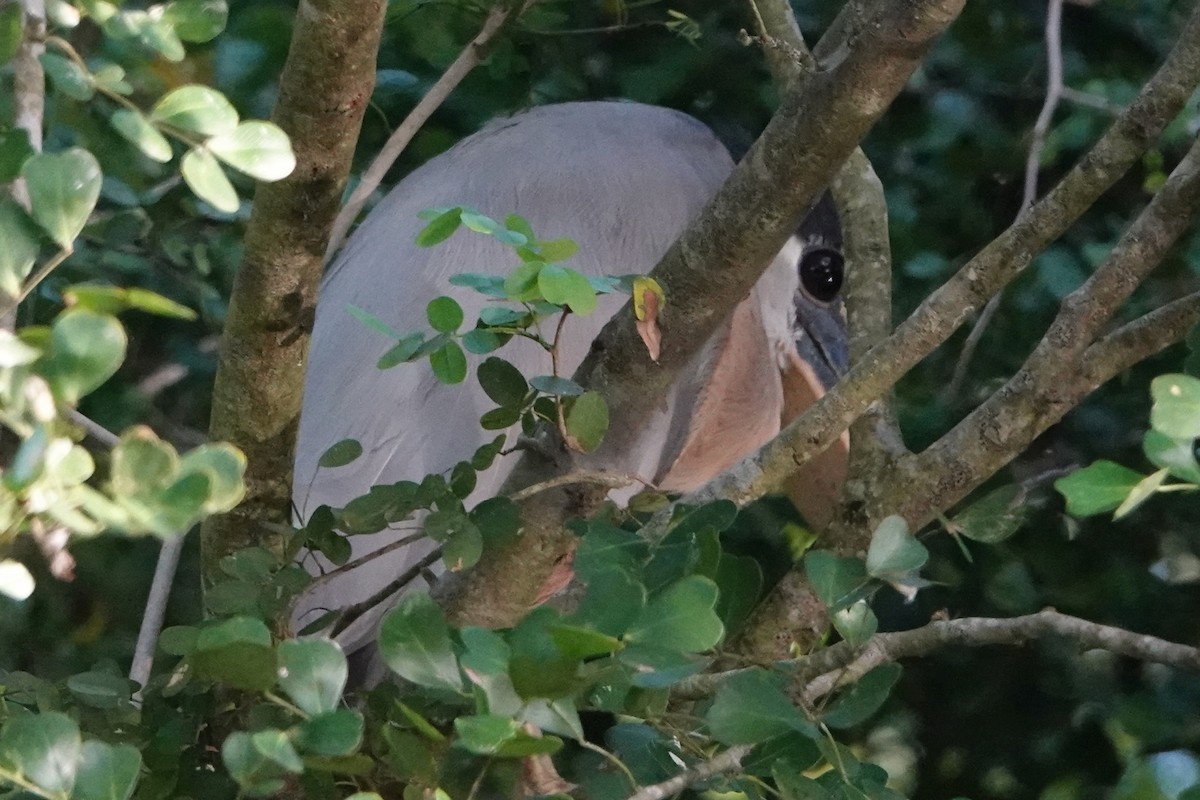 Boat-billed Heron - ML212780891