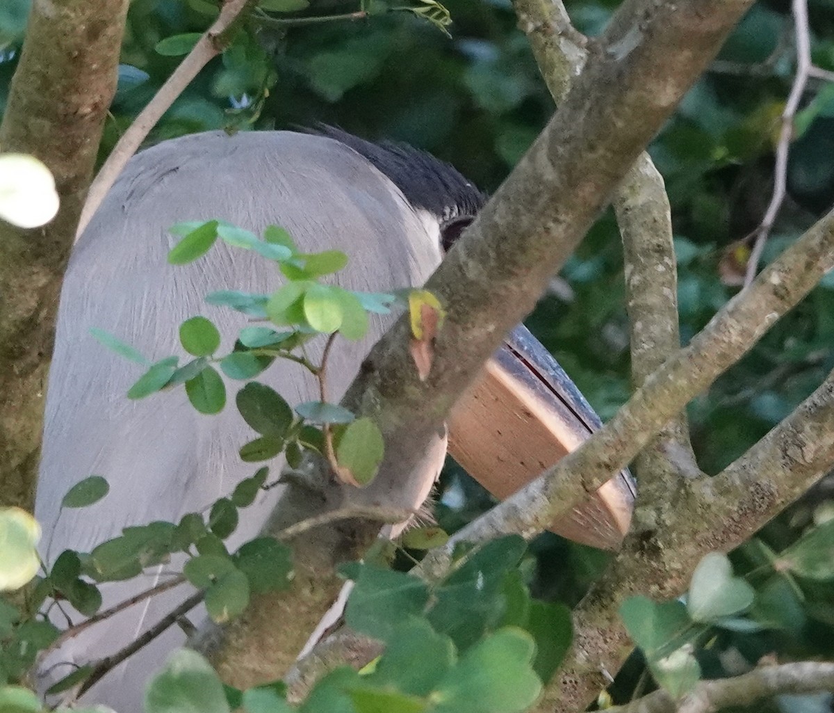 Boat-billed Heron - ML212780911