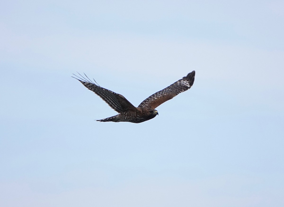 Red-shouldered Hawk - ML212781481