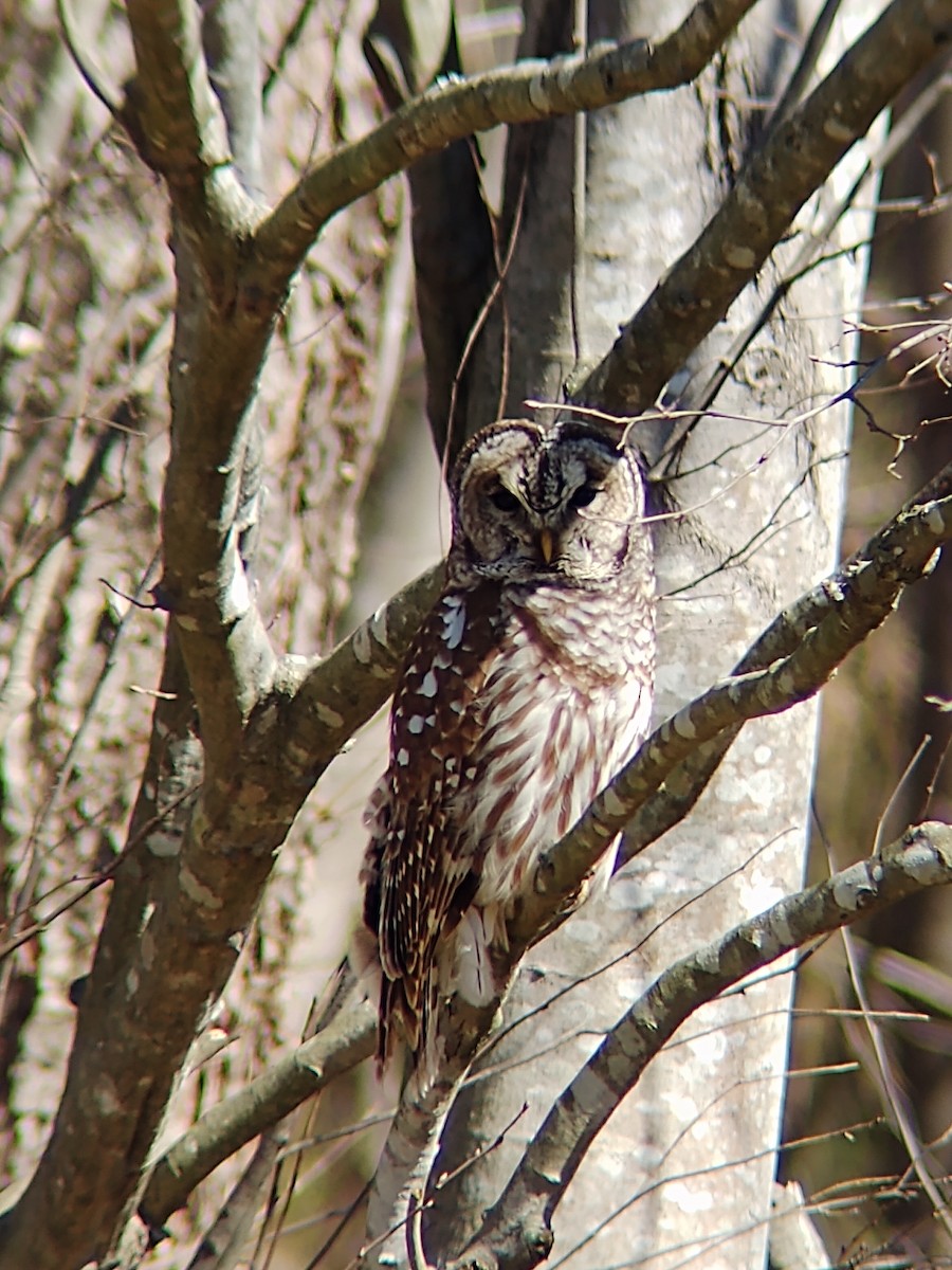 Barred Owl - ML212781601