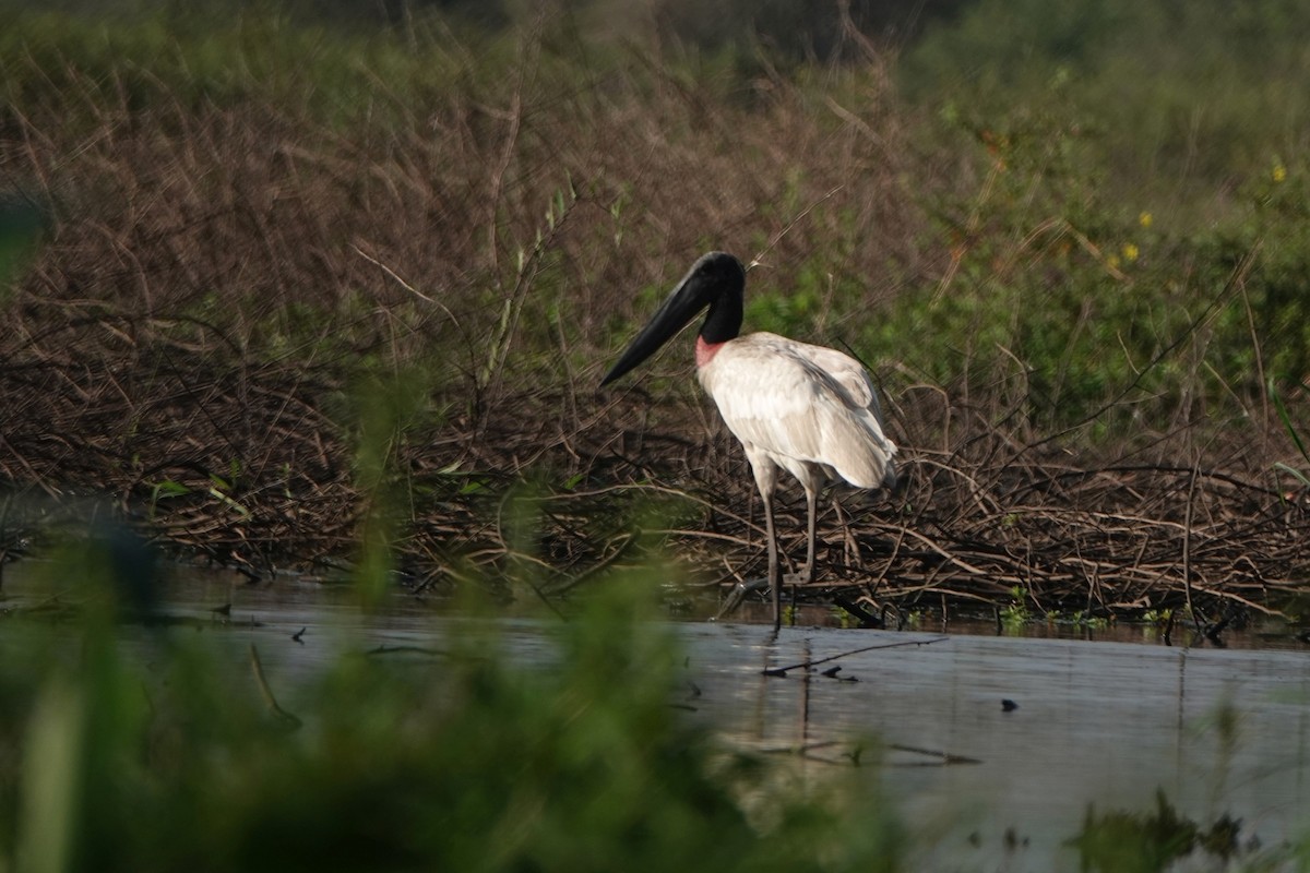 Jabiru - ML212781611
