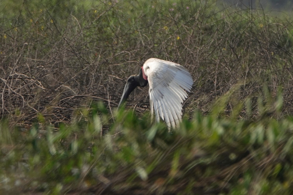 Jabiru - ML212781621