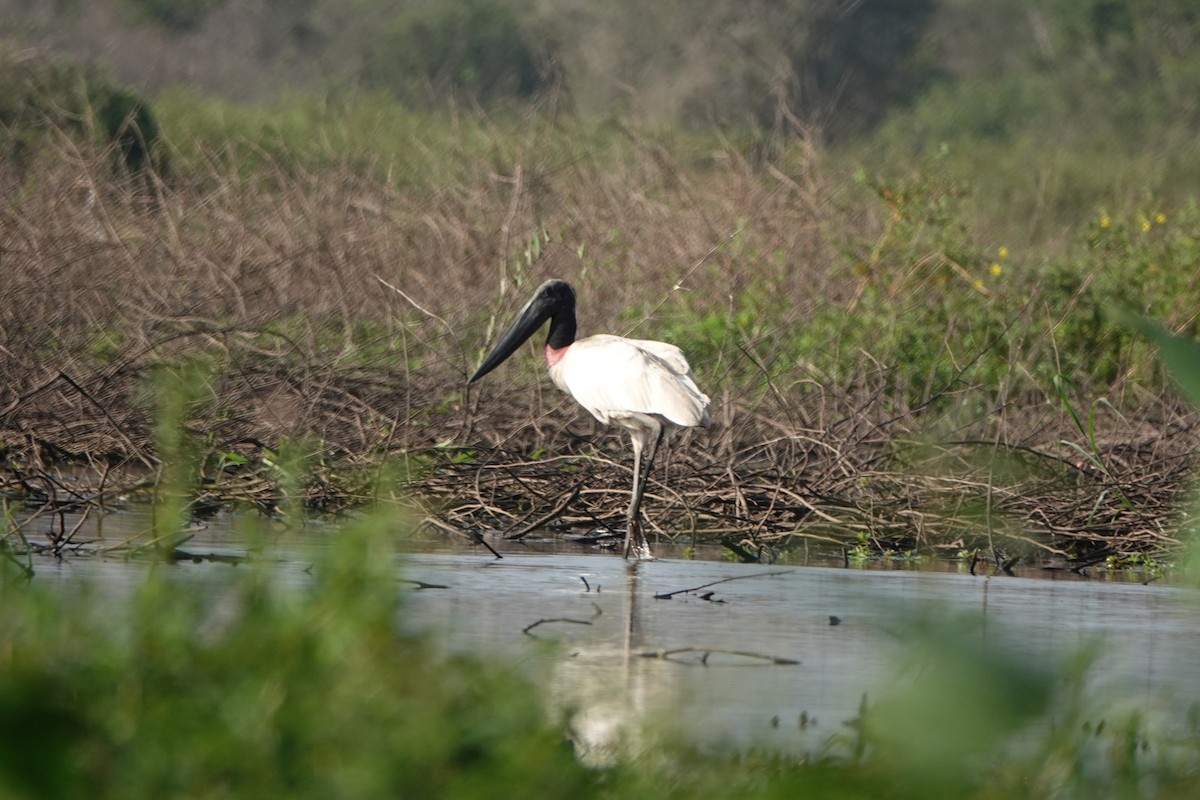 Jabiru - ML212781631