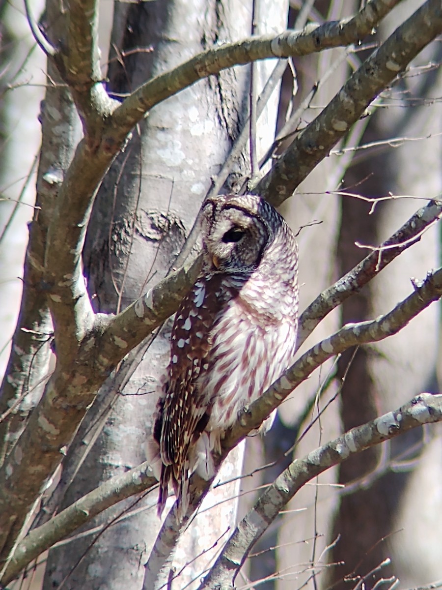 Barred Owl - ML212781711