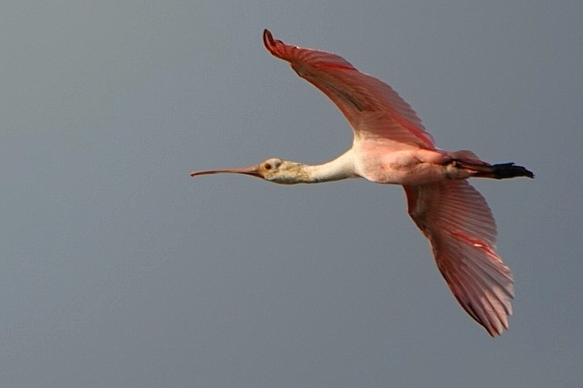Roseate Spoonbill - ML212781821