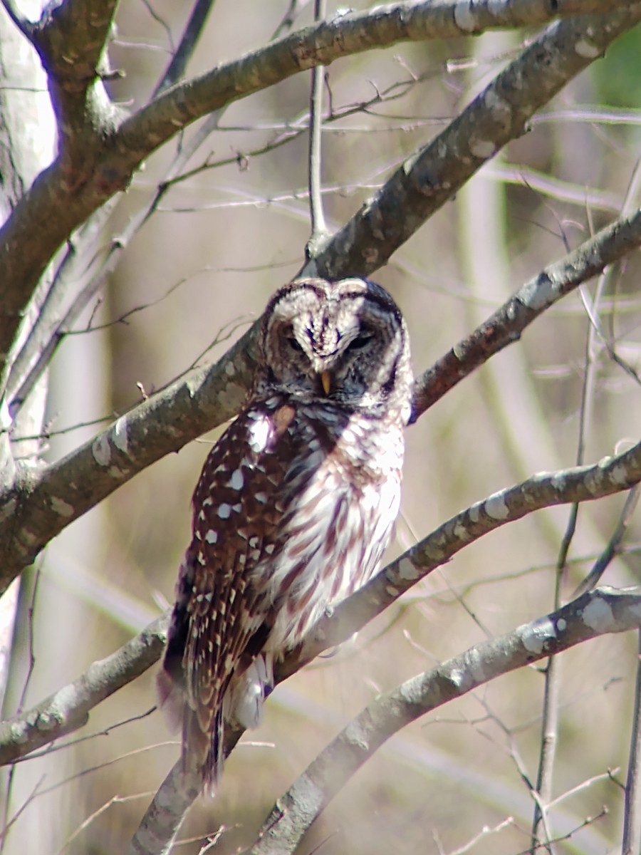 Barred Owl - ML212781871