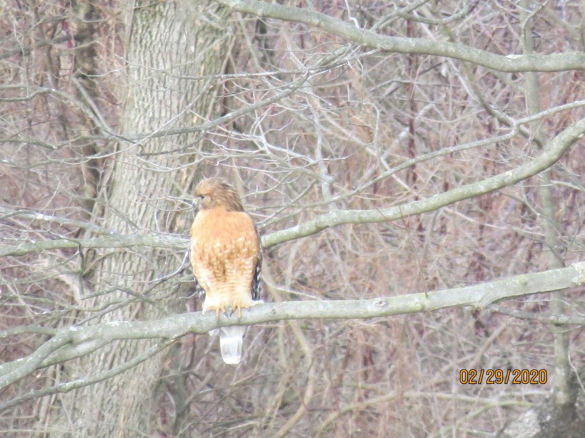 Red-shouldered Hawk - ML212782031