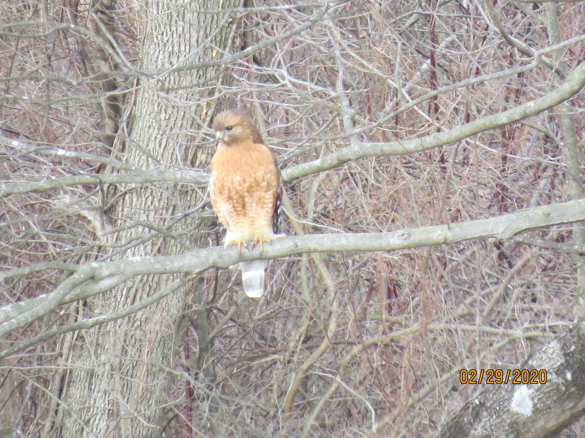 Red-shouldered Hawk - ML212782041