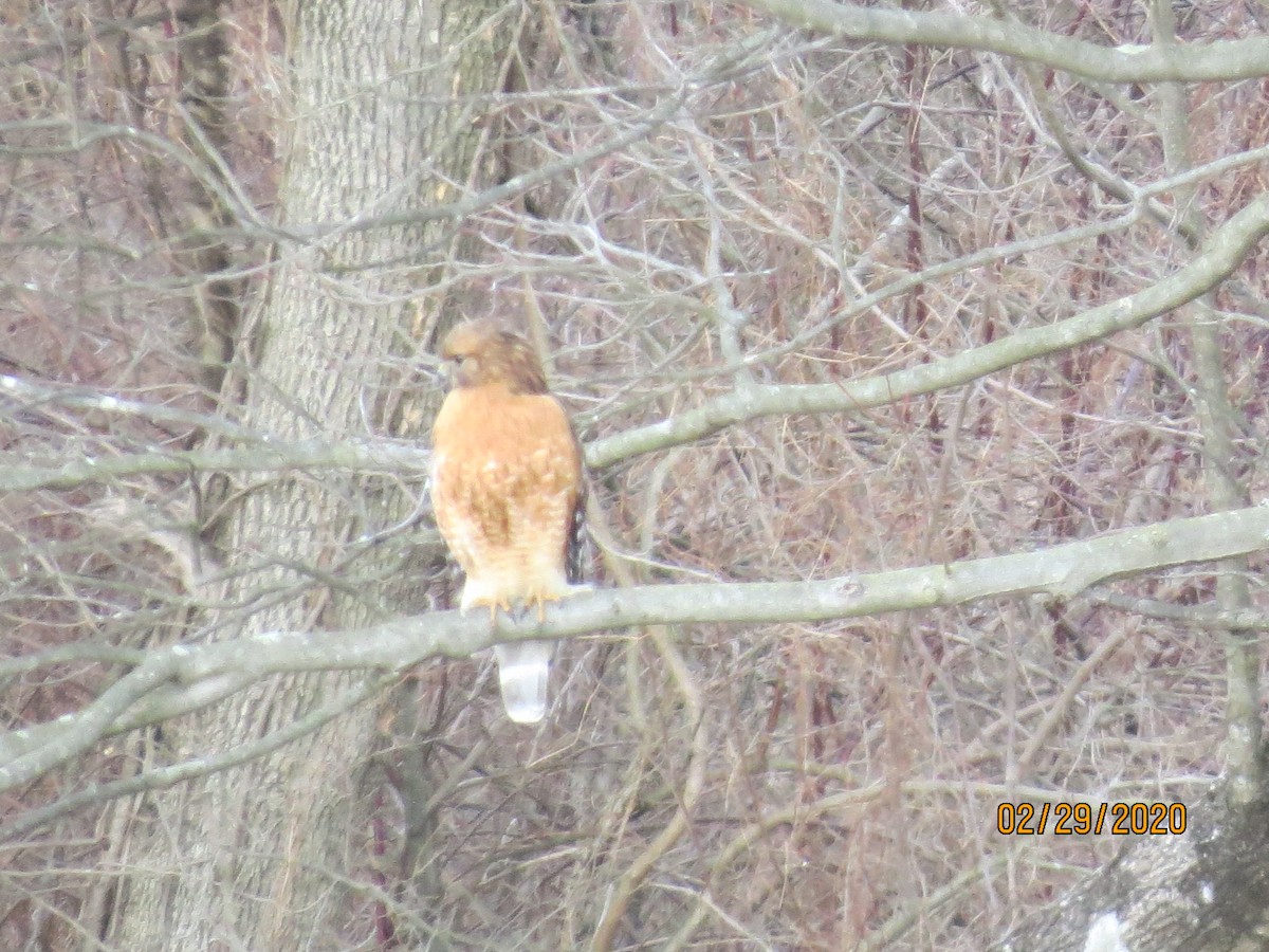 Red-shouldered Hawk - ML212782081