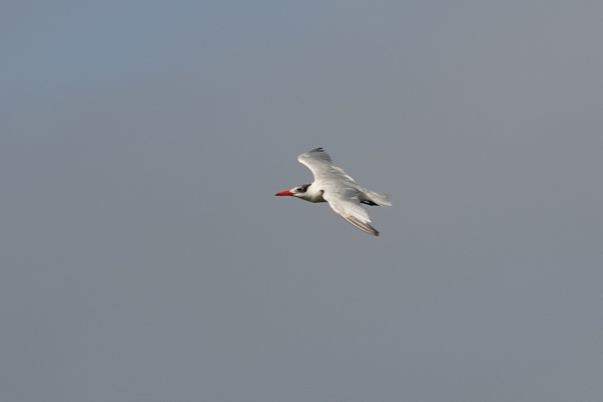 Caspian Tern - ML212782191