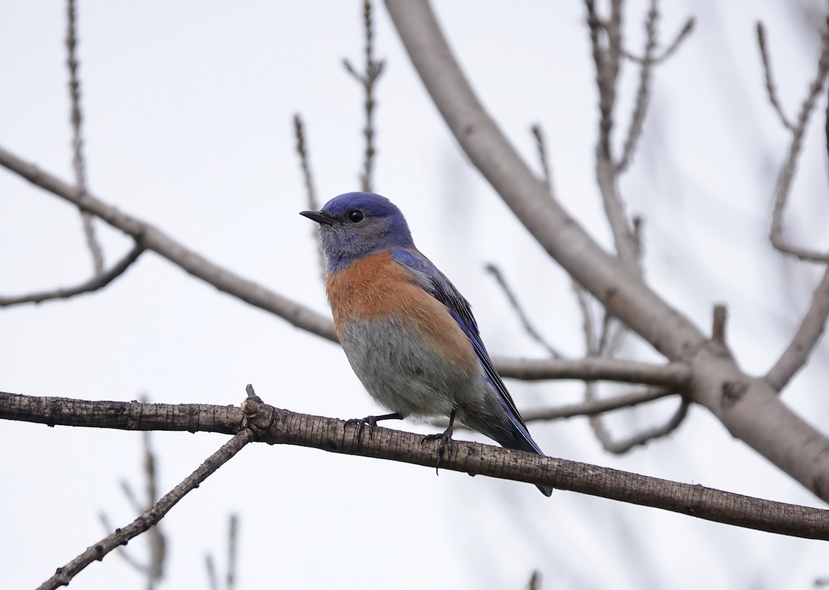 Western Bluebird - ML212782241