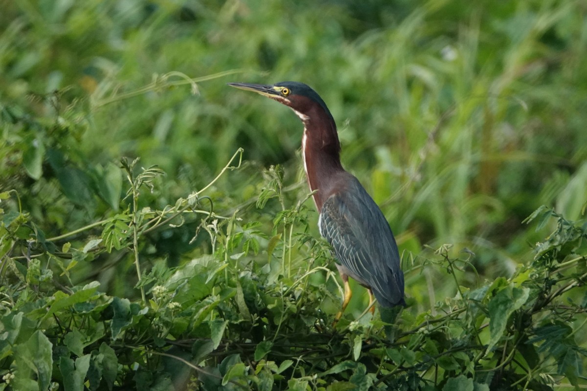 Green Heron - ML212783091