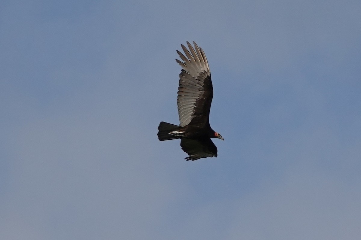 Lesser Yellow-headed Vulture - ML212783391