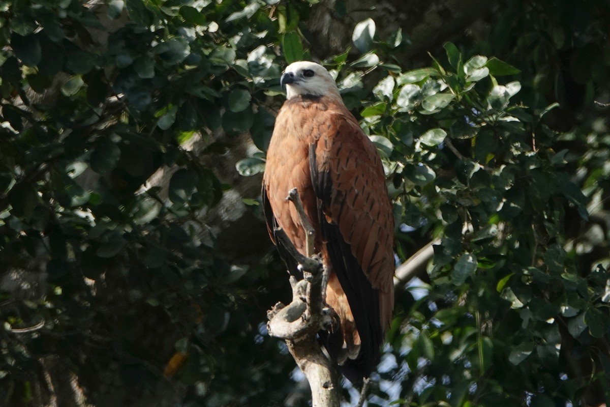 Black-collared Hawk - ML212783981