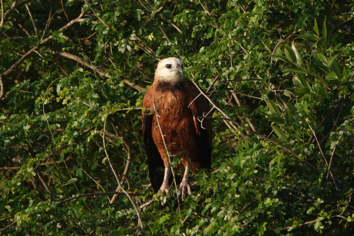 Black-collared Hawk - ML212784001