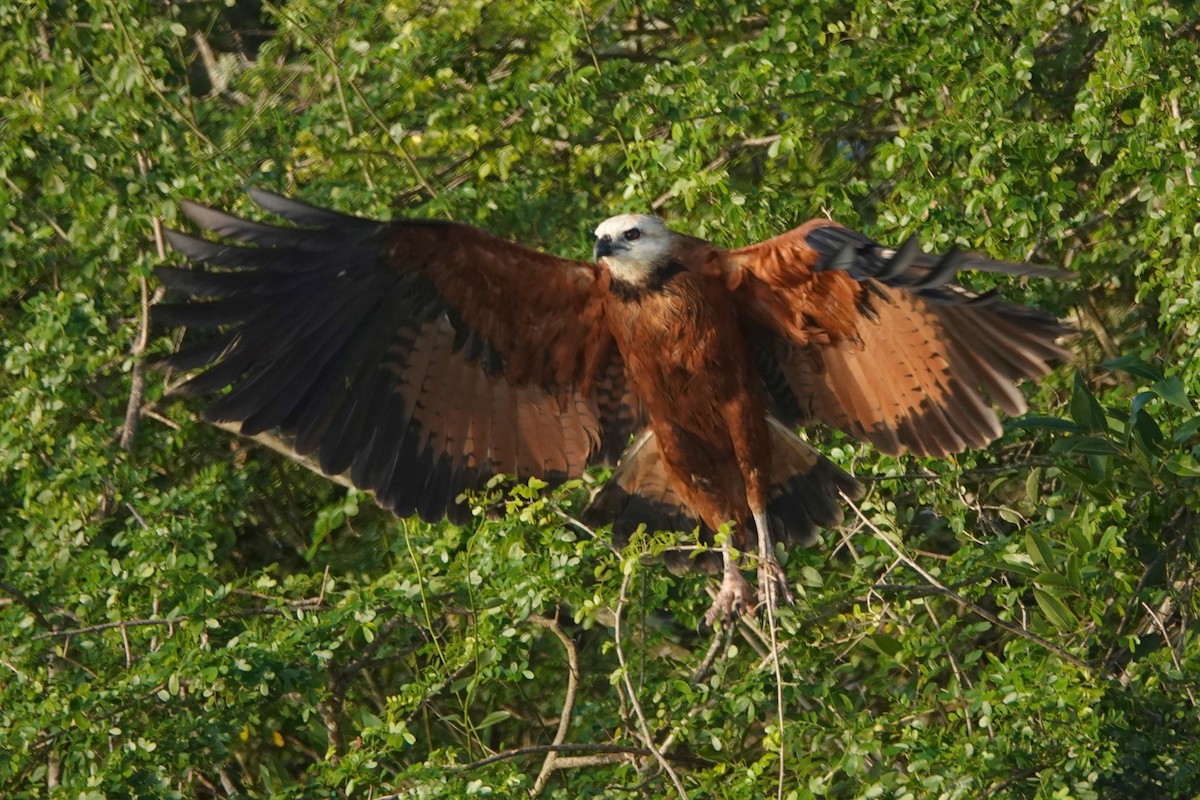 Black-collared Hawk - ML212784011