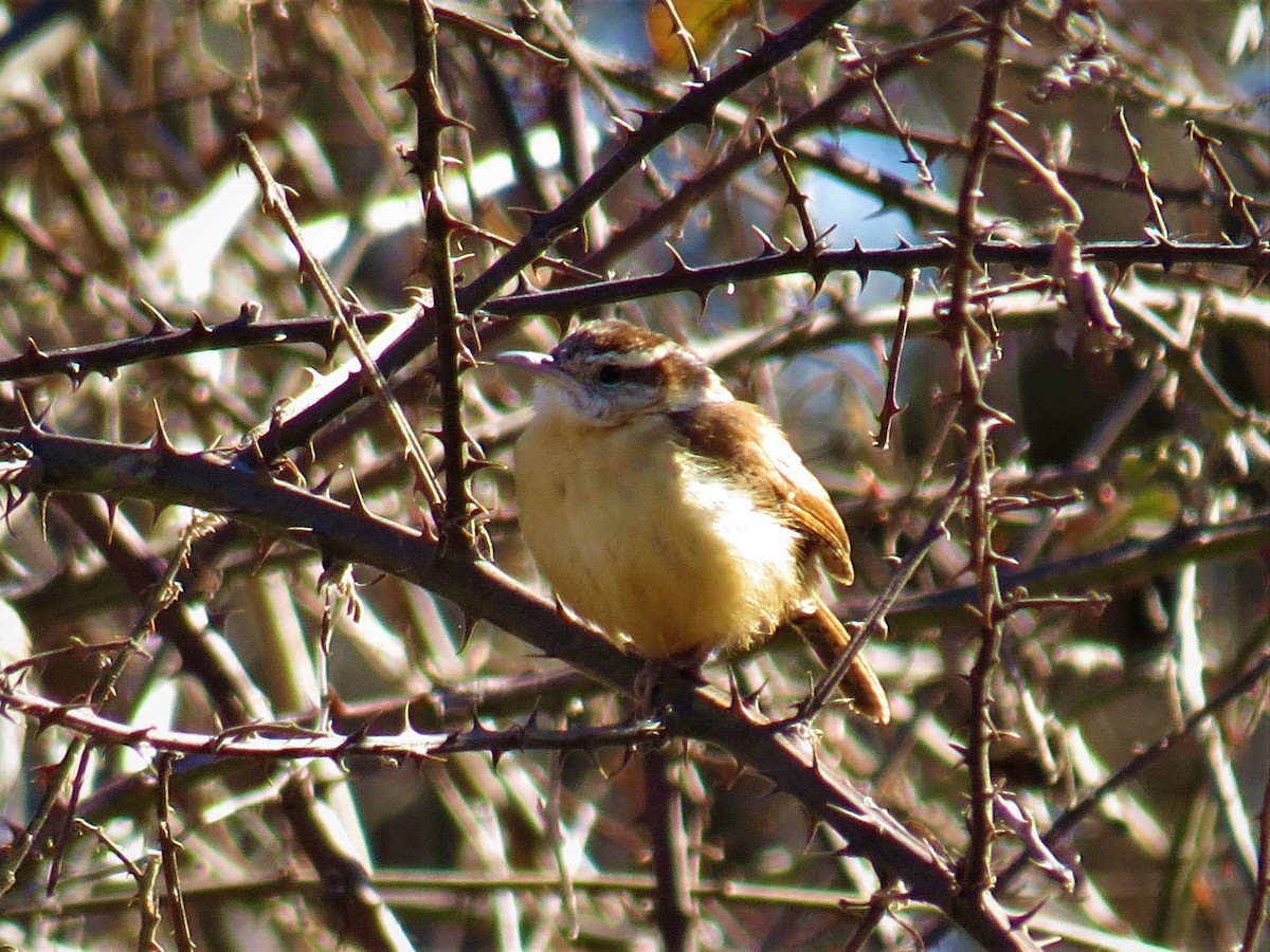 Carolina Wren - ML212784251