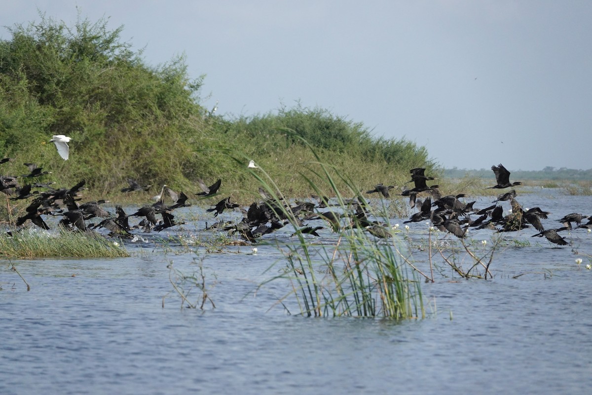 Neotropic Cormorant - ML212784381