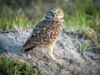 Burrowing Owl - ML212784801