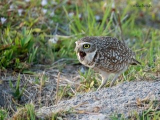 Burrowing Owl - ML212784811