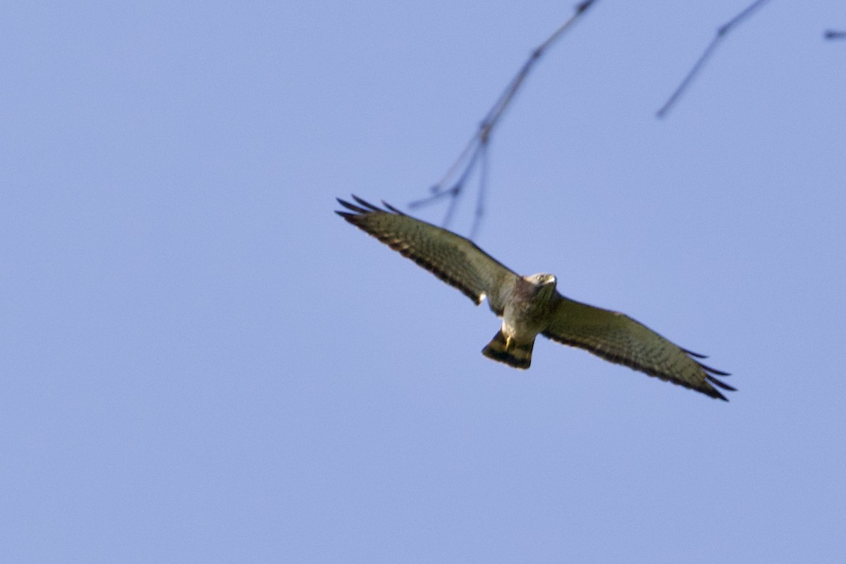 Broad-winged Hawk - ML212786001