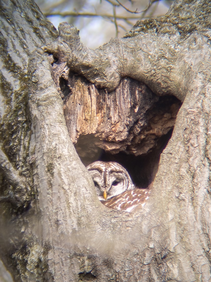 Barred Owl - ML212786401