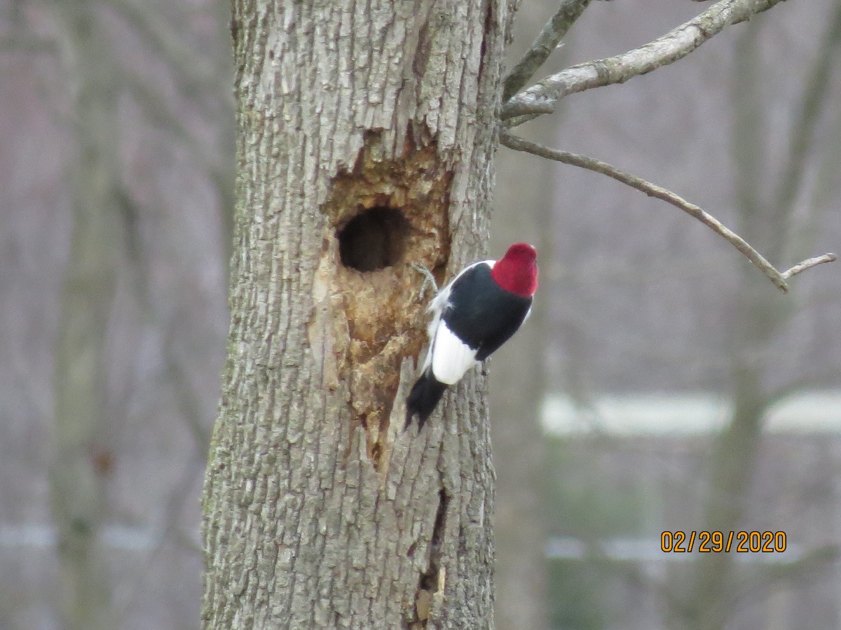 Red-headed Woodpecker - ML212787131