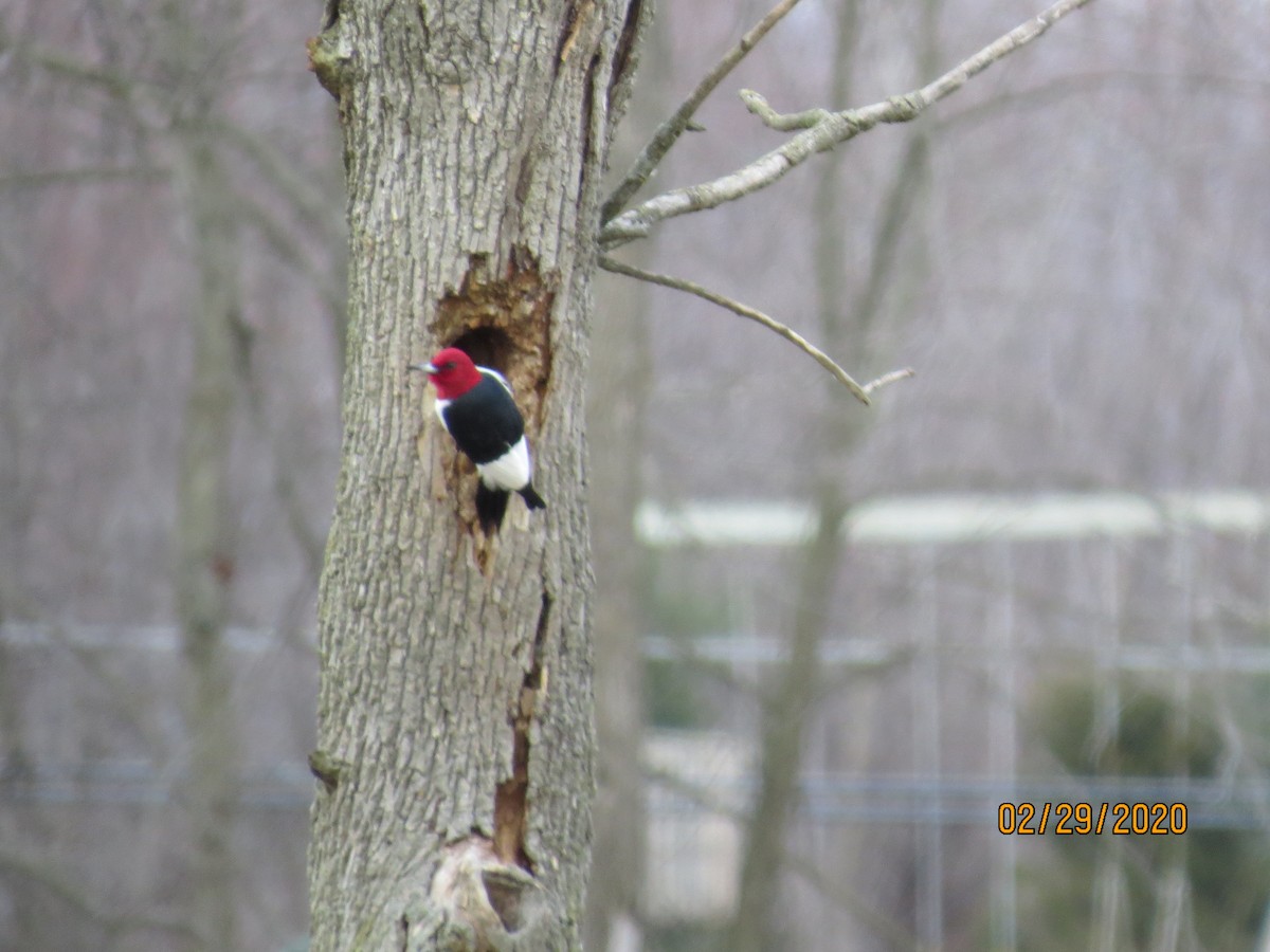 Red-headed Woodpecker - ML212787151