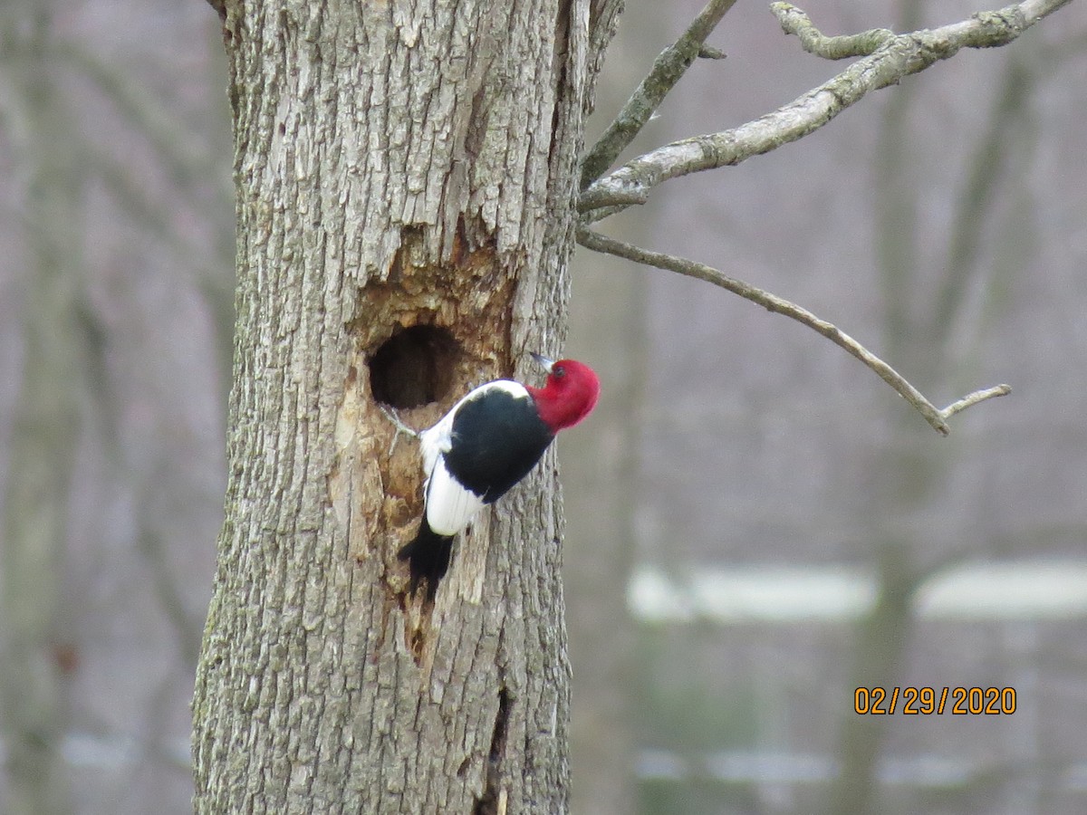 Red-headed Woodpecker - ML212787161