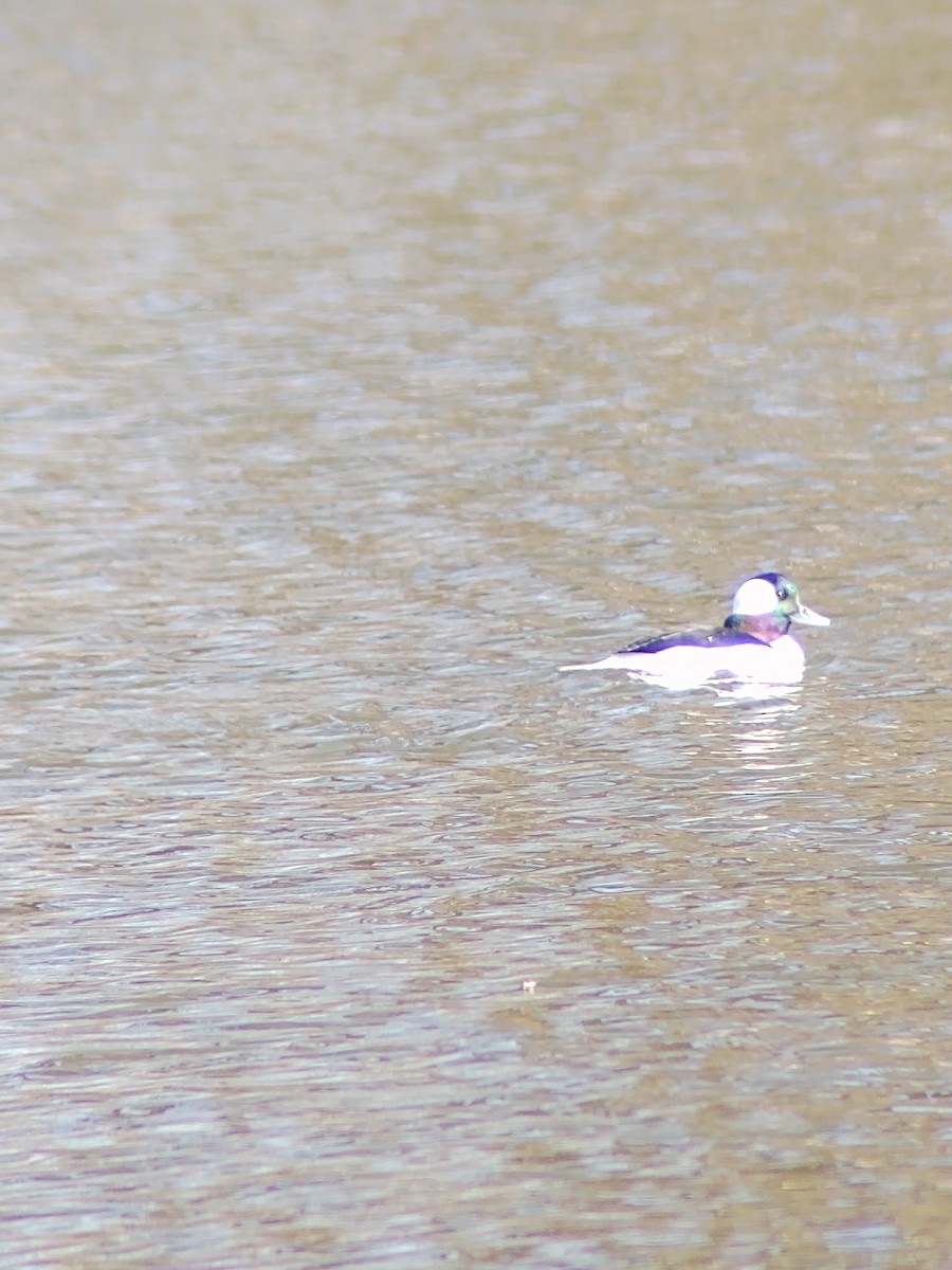 Bufflehead - ML212789251