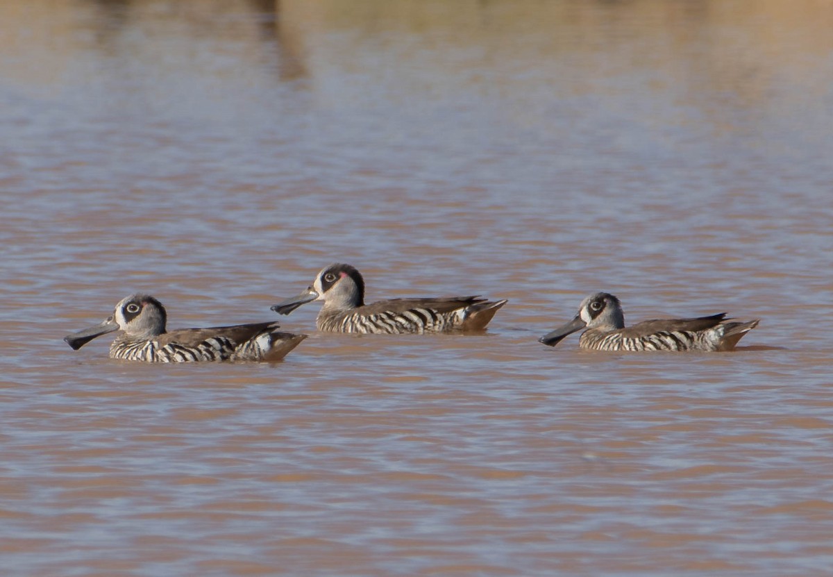 Pink-eared Duck - Bill Bacon