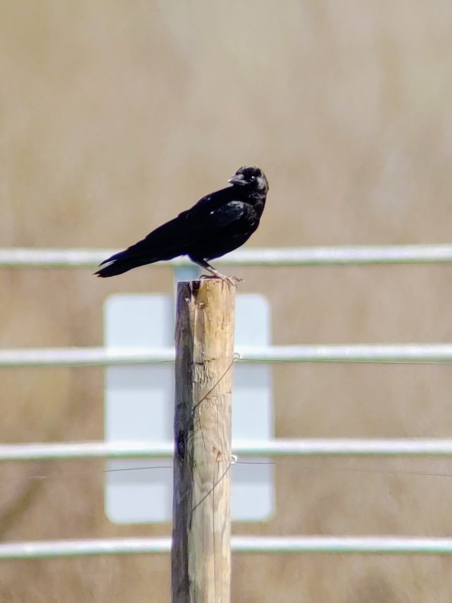 American Crow - ML212789991