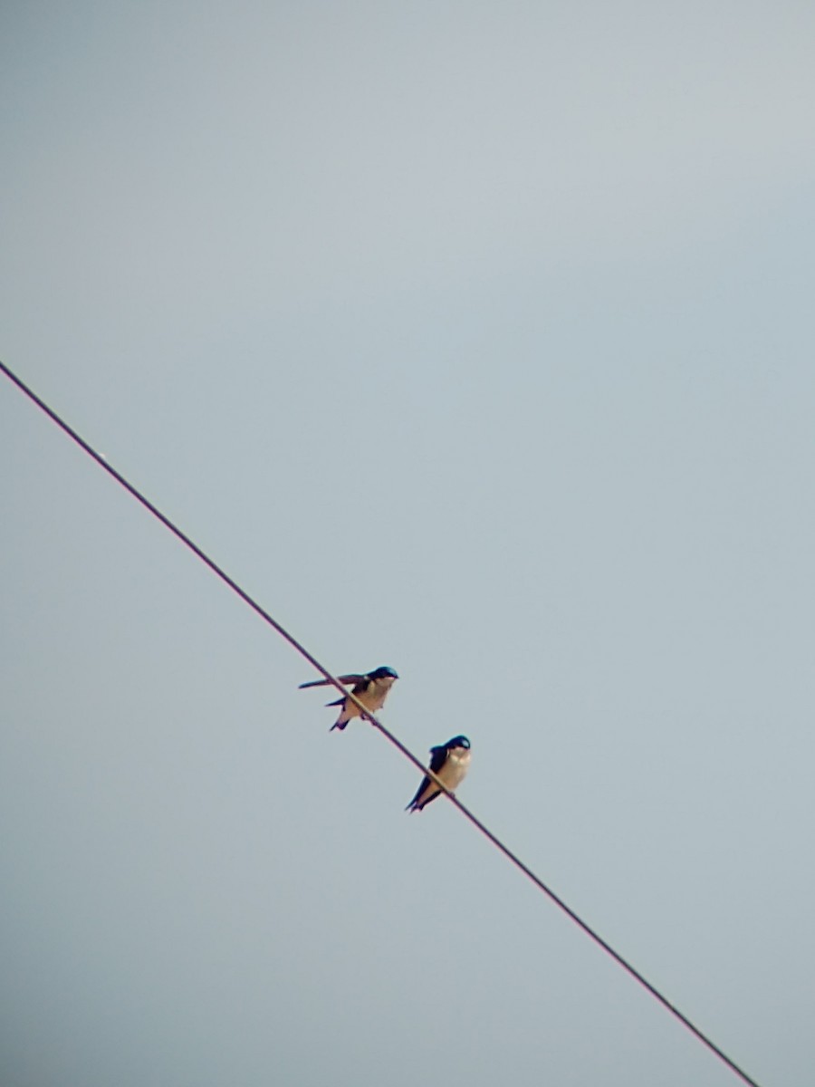 Tree Swallow - ML212790031