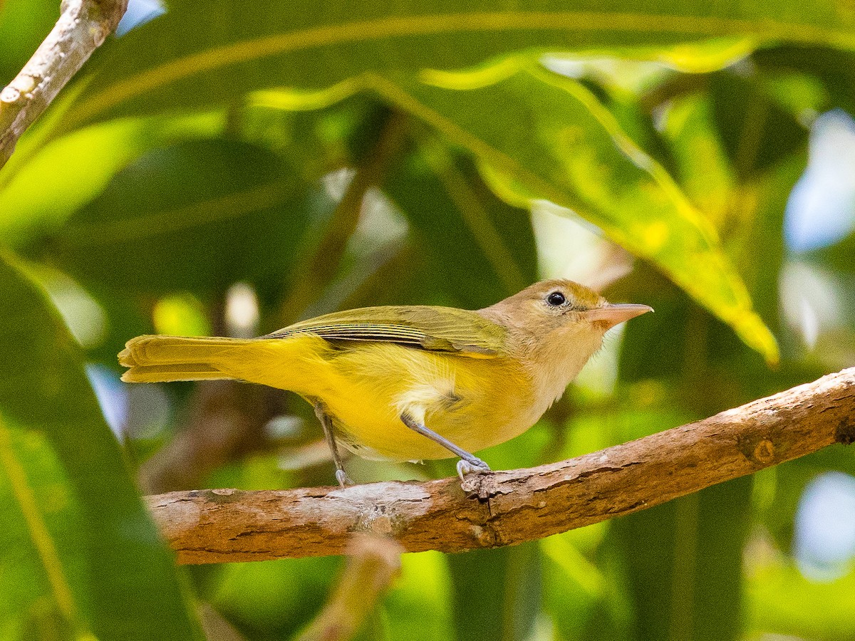 Golden-fronted Greenlet - Stephen Knox