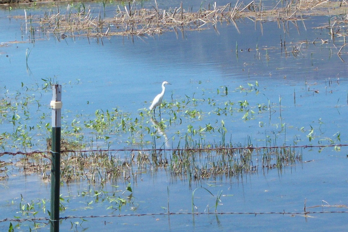 Snowy Egret - ML212793241
